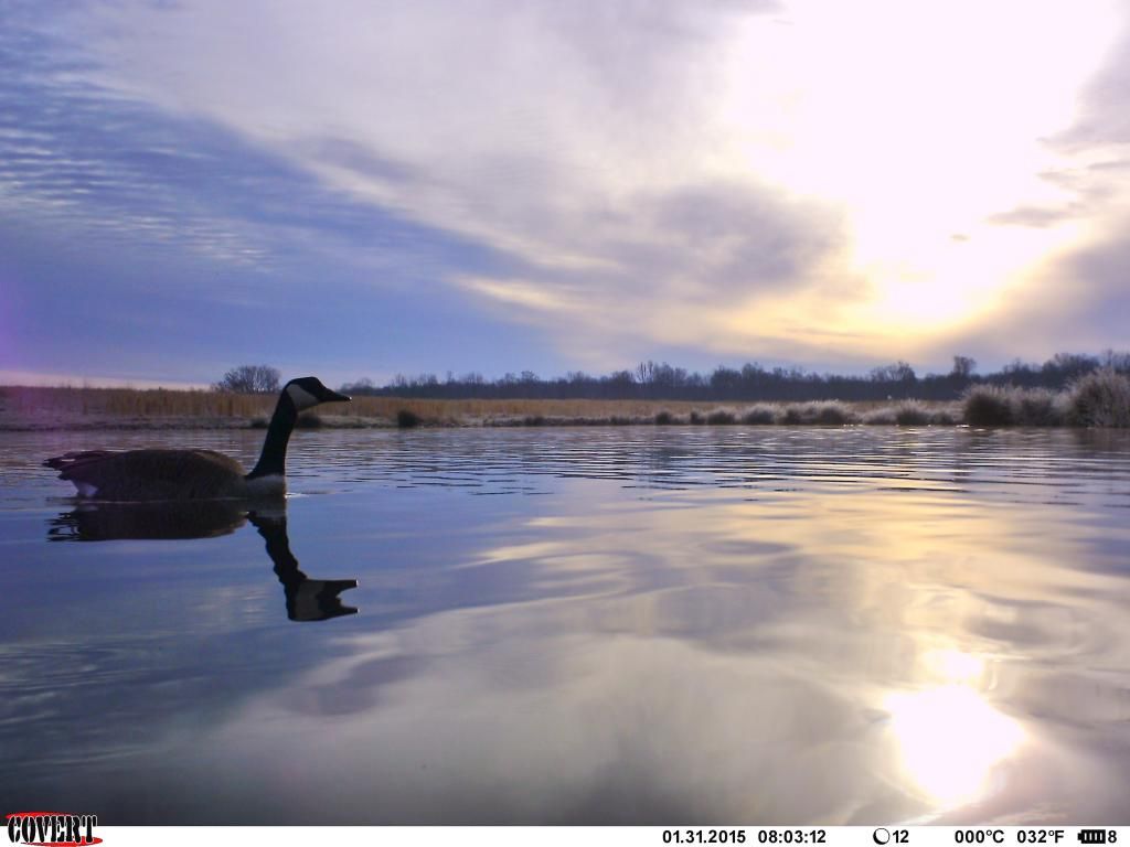 Chasing Waterfowl With A Trail Camera … Waterfowl Hunting Ducks